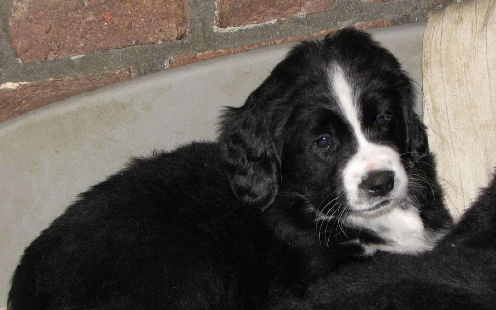 Puppies kijken